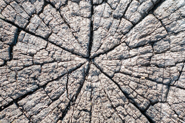 Fototapeta premium background texture of sawn old wood with cracks and annual rings
