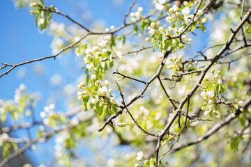 a branch of a blossoming tree