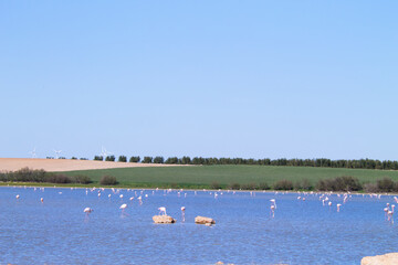 Fototapeta na wymiar Group of flamingos, scientific name phoenicopteridae, in a protected lagoon in spain after a long migratory journey. Olive trees and windmills can be seen in the background. Pink bird.