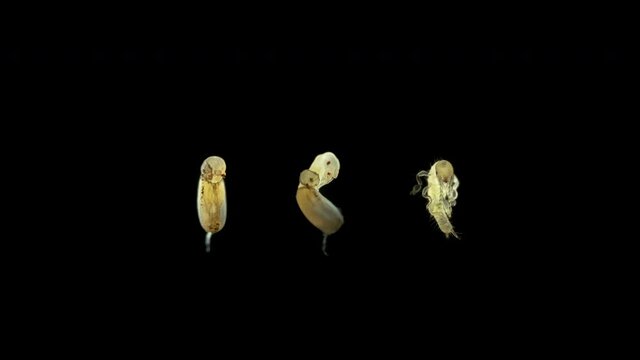 Movement of the embryo in the egg, emergence from the egg and the born nymph of the relic insect Embia savignyi under the microscope. From the Embiidae family, they feed on the remains of decaying pla