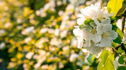 Apple tree flowering sunny day 