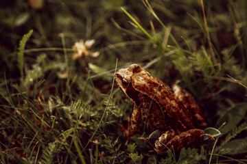 brown frog sitting in the grass