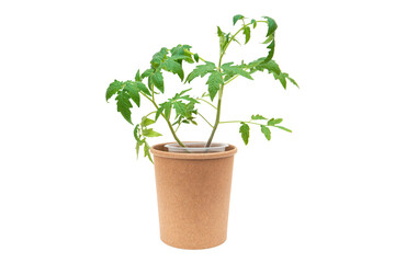 Tomato seedling in paper pot isolated on white background