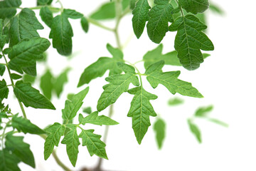 Young tomato sprouts, tomatoes green sprout with leaves, close-up, on white background