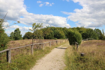 Fototapeta premium Wanderweg auf dem Wilseder Berg in der Lüneburger Heide