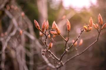 Maple tree buds in the morning