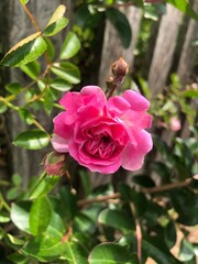 mini climbing rose