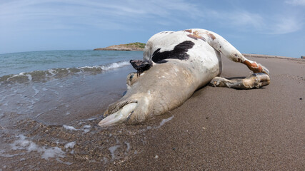 Fototapeta premium A dead cow on the seashore smells like carrion, a cow died on a sandy beach that was washed away by the river into the sea, a dead cow whose tongue came out after its death in the Mediterranean sea
