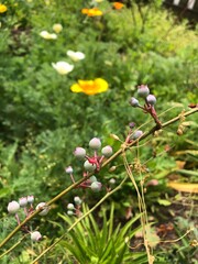 Blueberry bush with poppies