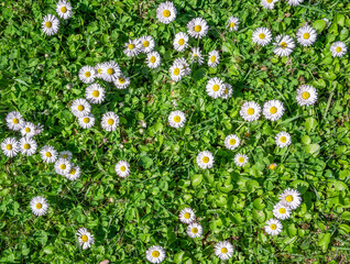 A field full of Bellis perennis also known as common daisy, lawn daisy or English daisy flowers. © Cristi