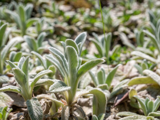 Beautiful foliage of Lamb's Ear (Stachys byzantina Silver Carpet) plant.