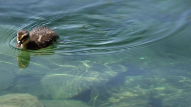 Baby ducks swimming around in a pond bouncing in the water moving towards the rocks.