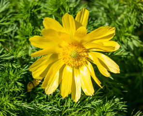 Close up detail with Adonis vernalis, known variously as pheasant's eye, spring pheasant's eye, yellow pheasant's eye and false hellebore yellow flower on the meadow