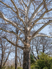 Fototapeta premium Close up with Platanus orientalis or the Old World sycamore tree.