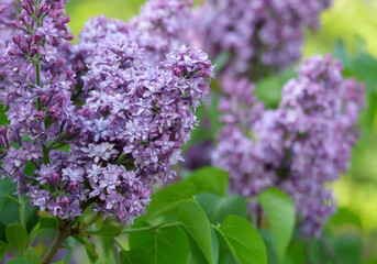 Obraz premium Blooming purple terry lilac, selective focus, blurred background, vertical orientation.