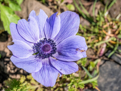 Close up detail with the purple flower of Anemone coronaria, the poppy anemone, Spanish marigold, or windflower