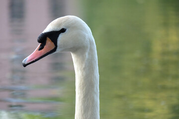 Portrait of a white mute swan (Cygnus olor) on a pond with spring reflection, selective focus, blurred background, horizontal orientation.