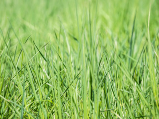 Natural fresh green blades of grass texture background