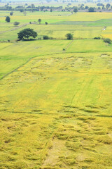 paddy field in Thailand, Agriculture background - 434369154