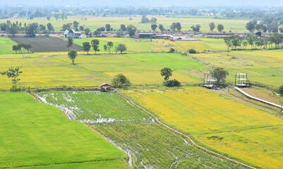 paddy field in Thailand, Agriculture background - 434369182