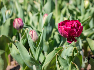 Red peony-flowered tulip and buds in the garden