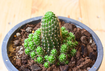 closeup of cactus with green nature background - 434369387