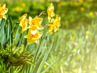 Narcissus jonquilla, commonly known as jonquil or rush daffodil yellow flowers on the field or meadow