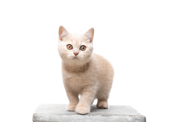 cute fawn colored british shorthair kitten standing on concrete podest looking curiously on white...
