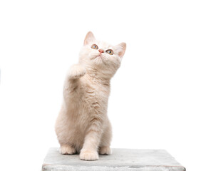 cute fawn colored british shorthair kitten standing on concrete podest looking up curiously raising...