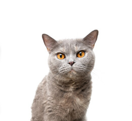 british shorthair tortoiseshell cat portrait on white background looking at camera