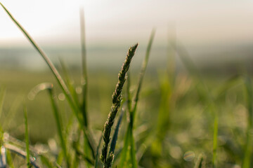 Dew On Grasses