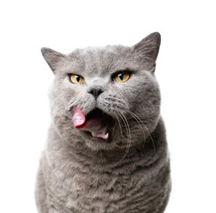 big blue british shorthair cat with mouth open licking lips portrait on white background