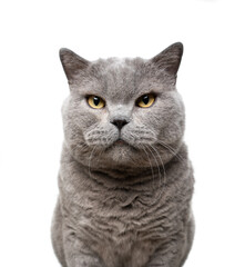 big blue british shorthair cat looking at camera portrait on white background