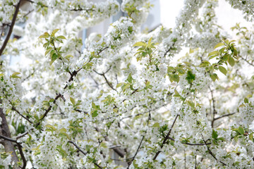 Branches of a flowering apple tree