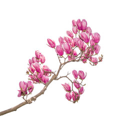 pink magnolia spring branch isolated on white background