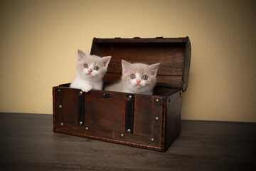 two cute british shorthair kittens inside of wooden treasure box looking at camera curioiusly © FurryFritz