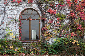 Fototapeta na wymiar Park scenery and arched windows dyed with colorful fallen leaves on the walls