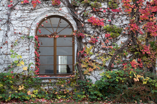 Park scenery and arched windows dyed with colorful fallen leaves on the walls