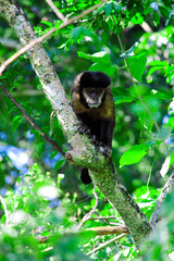 Monkey