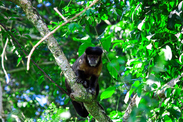 Monkey