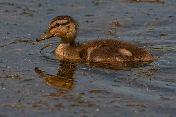 Mallard Duckling Juvenile Swimming in the Pond