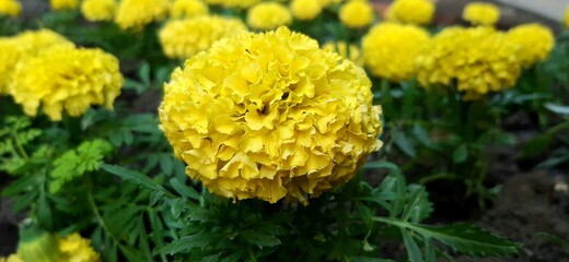 close up of yellow flower