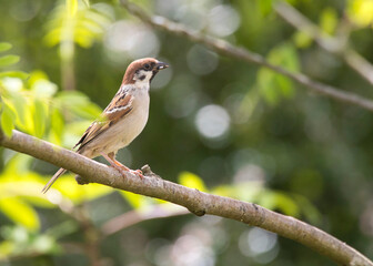 Eurasian tree sparrow (Passer montanus) on a branch of a tree