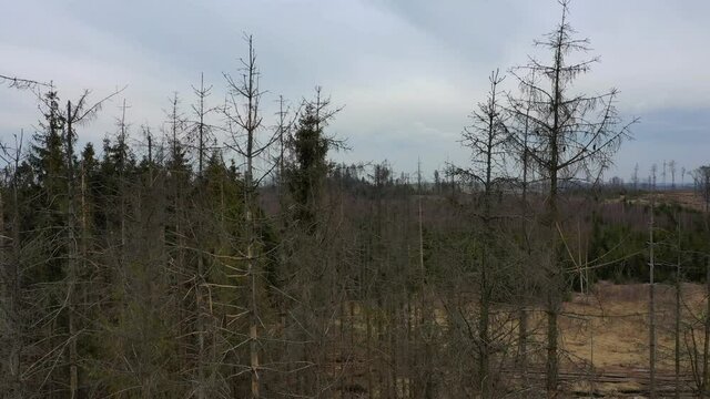 Wood aerial bark beetle drone pest Ips typographus dead spruce tree crown infested and attacked by the European spruce quadcopter view flying fly flight show, cutting deforestation treetop dead