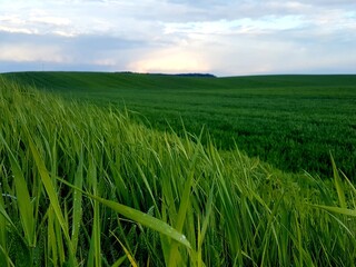 Obraz premium green wheat field