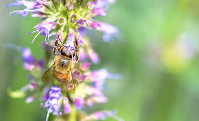 An unusual shot of a Honey Bee (Apis mellifera) holding on and hanging from a flower with her back to the camera..  Copy space.  Long Island, New York.