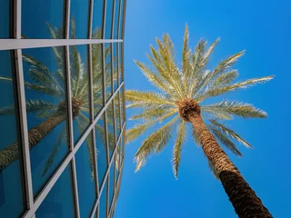 Crédence de cuisine en verre imprimé Las Vegas Palm tree and modern building in the campus of UNLV