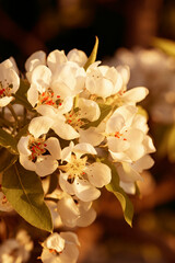 Flowers and buds of an apple tree on a blurred background in sunny weather, spring background. Beautiful garden in spring