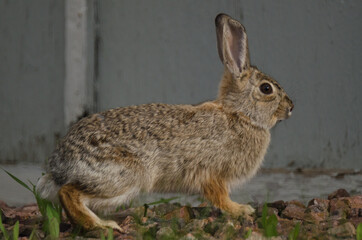 An alert rabbit in front of a shed.