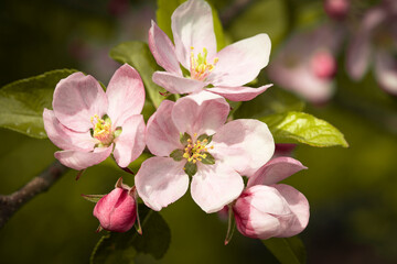 Fototapeta na wymiar Flowers and buds of an apple tree on a blurred background in sunny weather, spring background. Beautiful garden in spring
